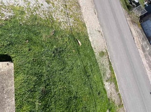 Toni P.'s turf care service result