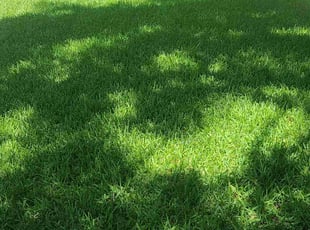 Ronald B.'s lawn maintenance service result