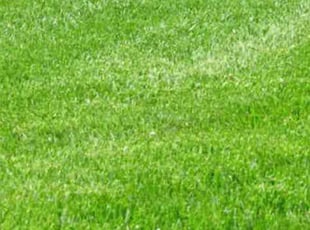 Jody D.'s grass maintenance service result