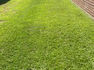 John S.'s grass maintenance service result