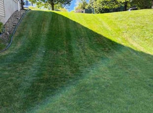 Tom M.'s grass maintenance service result