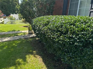 Erik P.'s Bush Trimming service result