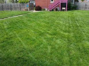 Gene D.'s grass cutting service result