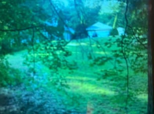 Nakisha W.'s Bush Trimming service result