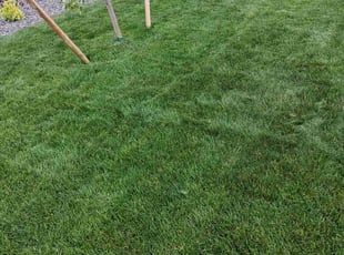 Mushky C.'s turf care service result