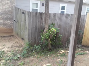 Kate S.'s Bush Trimming service result