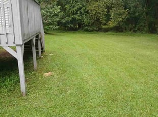 Dileep K.'s lawn care service result