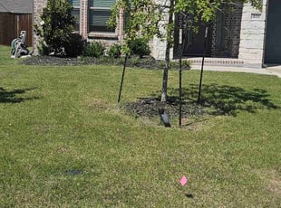 Velvet G.'s yard care service result