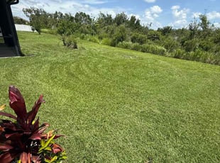 Melissa R.'s grass maintenance service result