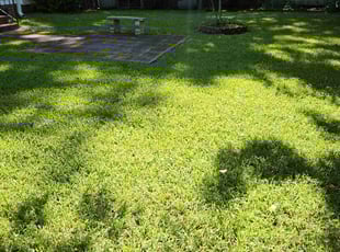 Essie C.'s turf maintenance service result