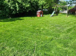 Michael D.'s turf care service result