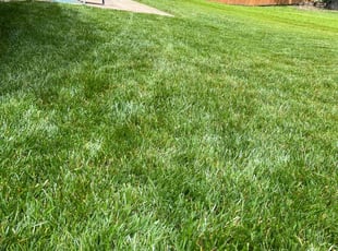 Baixu C.'s lawn maintenance service result
