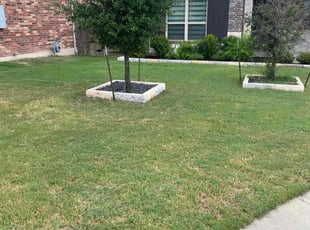 Daniel K.'s turf care service result