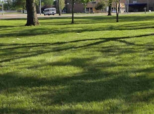 Julian P.'s turf maintenance service result