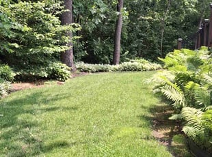 Brandon D.'s turf care service result