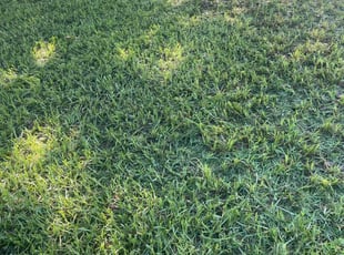 Justine G.'s lawn care services service result