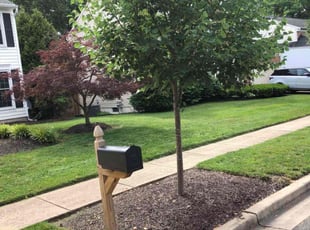 Evelyn C.'s lawn service service result