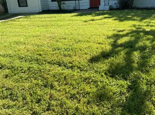 Lori W.'s grass maintenance service result