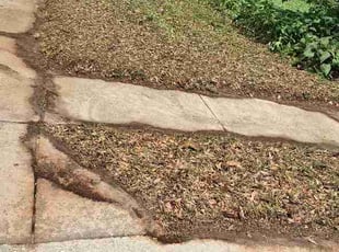 Claude B.'s grass maintenance service result