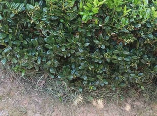 Cynthia H.'s Bush Trimming service result
