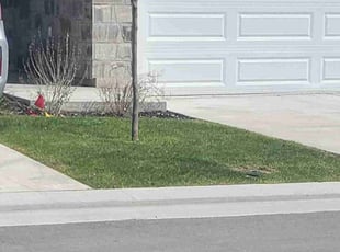 Bri G.'s turf maintenance service result