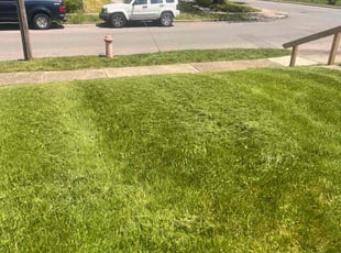 Thomas W.'s lawn maintenance service result