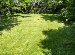 Patricia C.'s grass maintenance service result