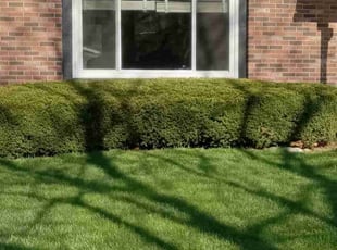 Connie H.'s Bush Trimming service result