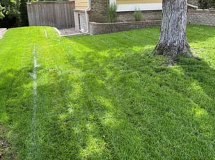 Bryan H.'s grass cutting service result