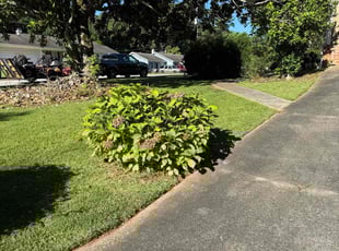 Elaine M.'s lawn care service result