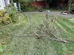 Destiny A.'s turf maintenance service result