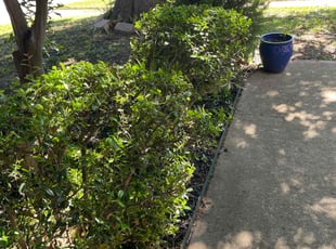 Lisa W.'s Bush Trimming service result