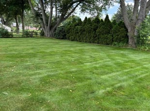 Melonie C.'s grass maintenance service result