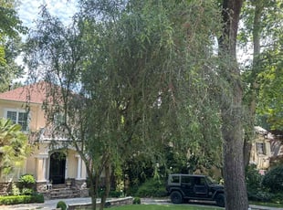 Emilio C.'s lawn maintenance service result