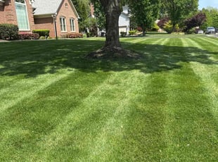 Michael F.'s lawn care service result