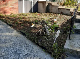 Laura R.'s Bush Trimming service result