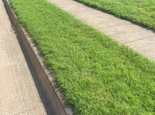 Elsa C.'s lawn maintenance service result