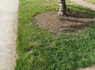 Lance M.'s grass cutting service result