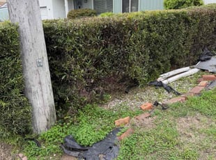 Lolita B.'s Bush Trimming service result