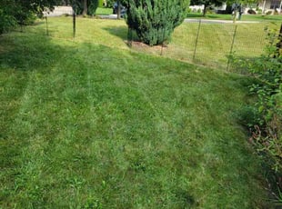 Donna S.'s turf maintenance service result