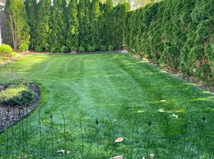 Jean R.'s grass maintenance service result