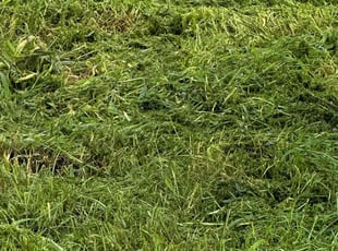 Dhayalan R.'s Long Grass Cleanup service result