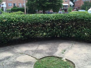 James B.'s Bush Trimming service result