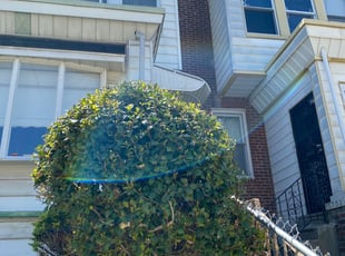 Joseph E.'s Bush Trimming service result