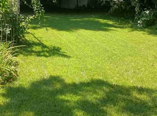 Aj B.'s turf care service result