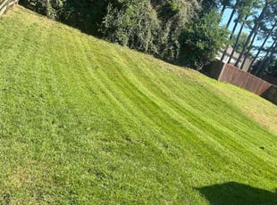 Cynthia P.'s lawn care service result
