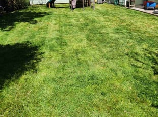 Randy D.'s grass maintenance service result