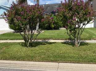 Carlton S.'s grass cutting service result