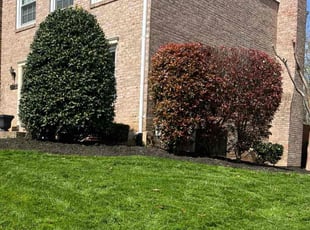 Patricia J.'s Bush Trimming service result