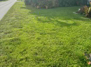 Patrina F.'s lawn care service result